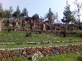 Büyült