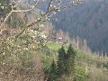 Büyült