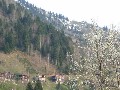 Büyült