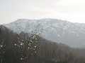 Büyült